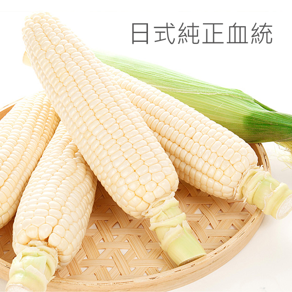 《血統純正》日本北海道水果玉米