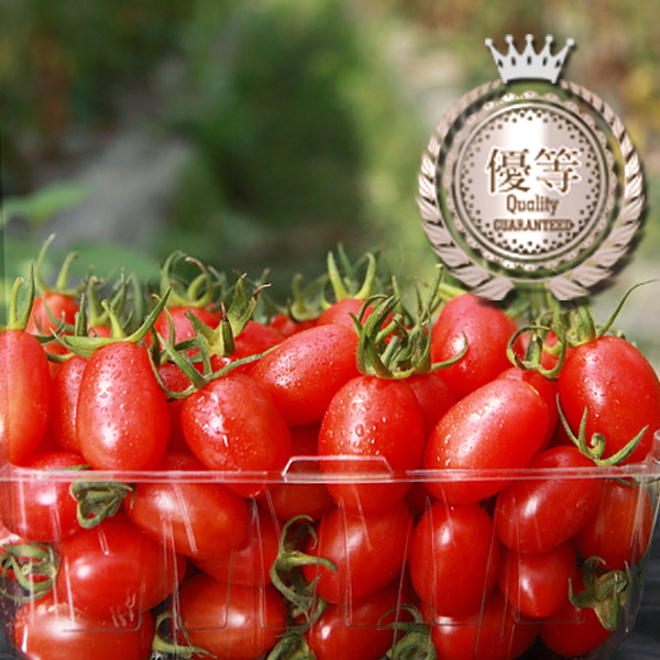 【金鑽級-優等賞】溫室栽培 - 紅寶石牛奶蕃茄