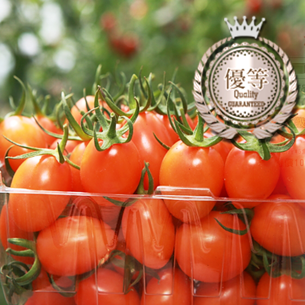 【金鑽級-優等賞】露天摘種 - 橙蜜香牛奶蕃茄